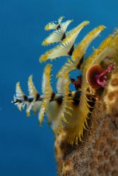 Christmas Tree Worms, Grand Cayman. by David Heidemann 